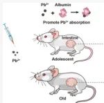 国科大杭高院环境学院江桂斌、胡立刚、郭华等ES&T：青少年高铅吸收的可能途径——白蛋白促进铅在肠道中的吸收