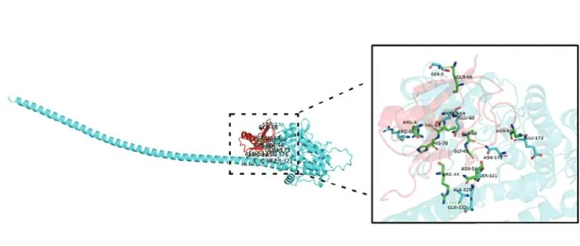 Adv Sci | 南昌大学陈加祥教授课题组发现DBP诱导小鼠睾丸Leydig细胞自噬新机理