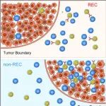 多年磨一剑！中国科学技术大学孙成/刘连新合作最新Nature