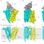 Nature | 范敏锐团队与合作者揭示叶绿体内共生过程中能量传递的分子机制