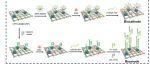 ACS Nano｜基于双极自供电传感器的机器学习辅助智能监测多变量miRNA生物标志物