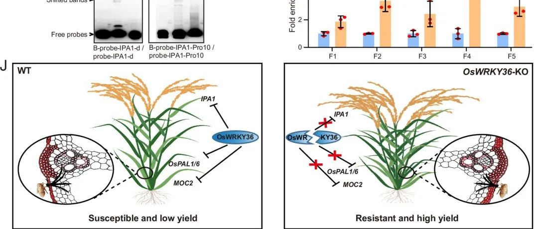 文献分享 | WRKY转录因子赋予水稻对生物胁迫的广谱抗性和产量稳定性
