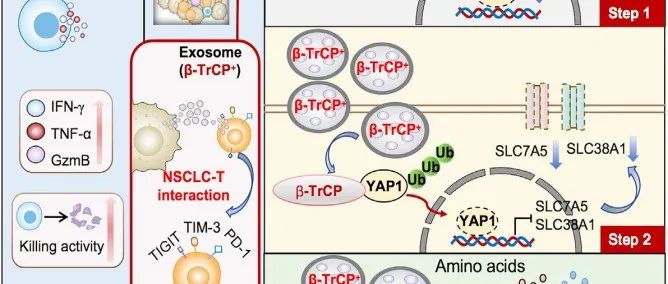 Cell Reports | 苏州大学生物医学研究院熊思东课题组揭示肿瘤细胞诱导CD8+T细胞耗竭的新机制