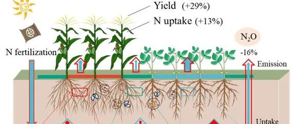 Field Crop Res|玉米/豆科带状间作N2O减排的时空模式 - Book学术