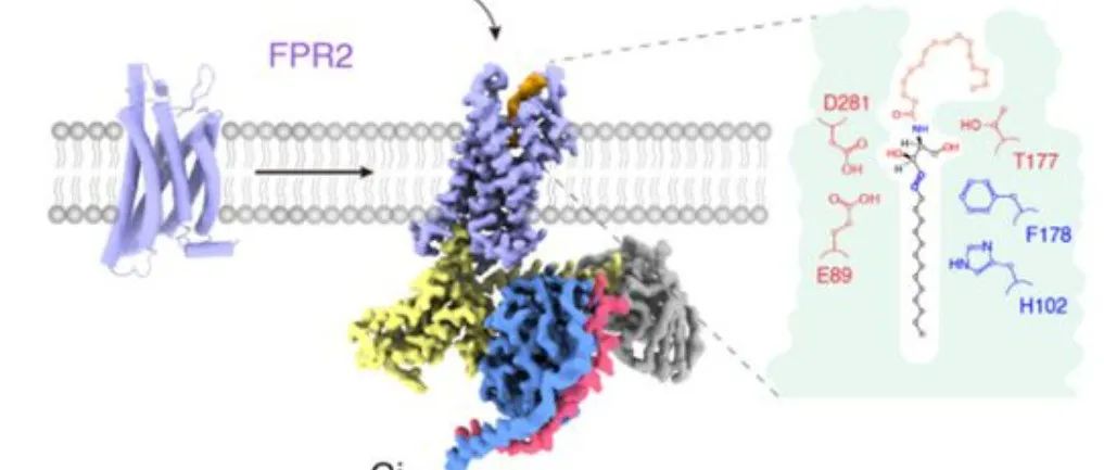 Science | 山东大学孙金鹏团队与合作者发现神经酰胺的膜受体FPR2并揭示其调控脂肪产热的作用机制