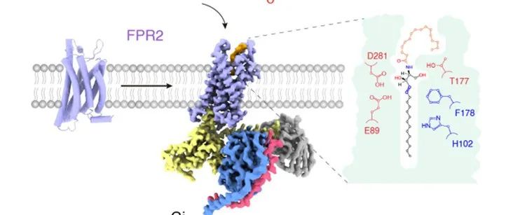 《科学》：脂肪产热的调控机制，有了新发现！孙金鹏/姜长涛/孔炜/于晓鉴定出神经酰胺的膜受体FPR2