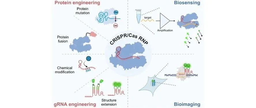 课题组发表了一篇工程化 CRISPR/Cas RNP用于增强生物传感和生物成像的综述