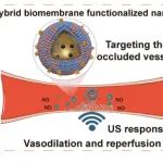 ACS Nano：混合生物膜功能化的纳米机器人可穿透眼玻璃体以治疗视网膜静脉闭塞