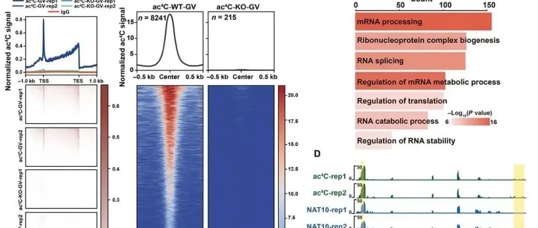 Sci Adv | 浙江大学范衡宇揭示NAT10介导的mRNA N4-乙酰化调控小鼠卵母细胞减数成熟