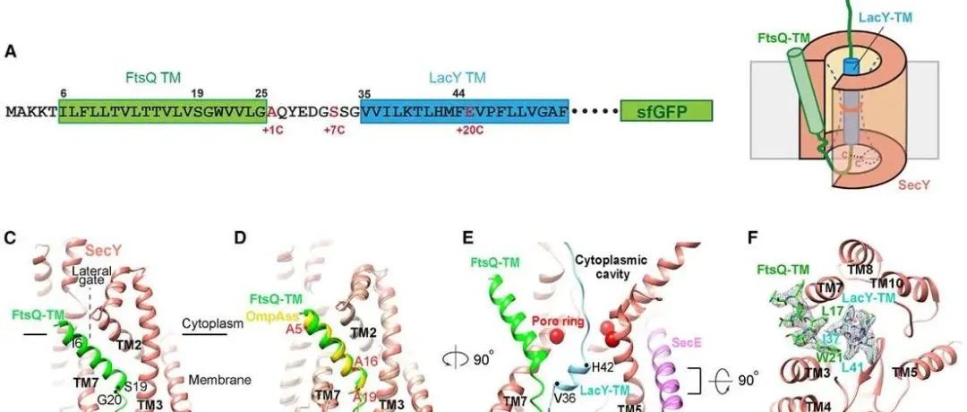 Cell | 北京大学李龙/宋晨揭示SecY转运蛋白在膜蛋白插入过程中作为分子伴侣促进蛋白质折叠