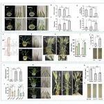 连发两篇！河南农业大学农学院青年教师在Nature子刊发文在小麦茎基腐病抗性基因挖掘及机制解析方面取得重要进展