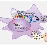 Nat Cancer | 清华大学郑撼球团队揭示了MALT1促进肿瘤免疫逃逸的双重机制