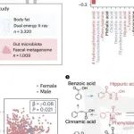 Nat Metab | 西湖大学陶亮/郑钜圣发现可预防肥胖的人类肠道细菌代谢物