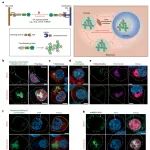 Nat Chem Biol | 西湖大学曾安平/解明岐开发了一种用于哺乳动物基因表达时空调控的可编程固态凝聚体策略！