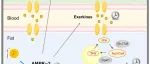 Cell Metab | 陆军军医大学李旻典/张志辉发现改变进食时间增强体能的潜在机理
