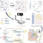 上海交通大学AM：载药的高强度明胶水凝胶支架，促进骨质疏松骨修复