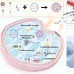 ACS Nano：催化杂化脂质纳米颗粒，增强基于环RNA的细胞因子免疫治疗