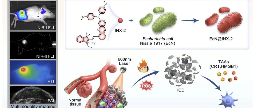 Nature Communications: AIE/细菌仿生机器人用于肿瘤多模式光热/免疫治疗