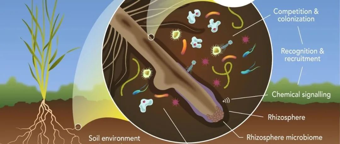 王二涛团队应邀撰写植物-微生物互作机制综述！