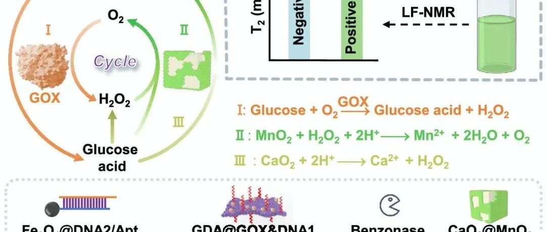 AC.目标触发酶级联低频核磁共振生物传感器用于循环肿瘤细胞检测