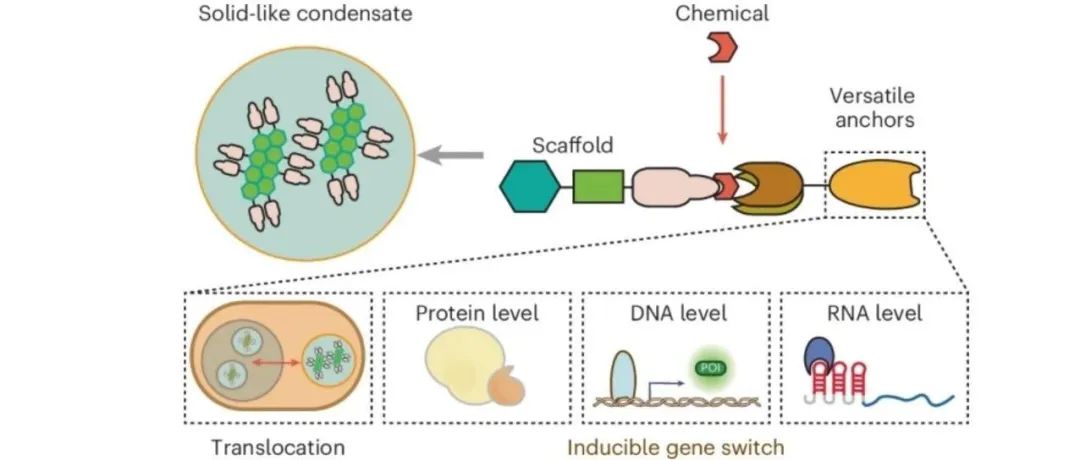 文献分享|Nat. Chem. Biol.: 用于哺乳动物基因表达时空调控的可编程固态凝聚物