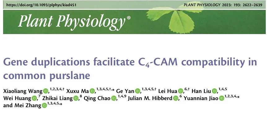 文献分享 | 马齿苋中C4和CAM光合途径的起源和进化过程