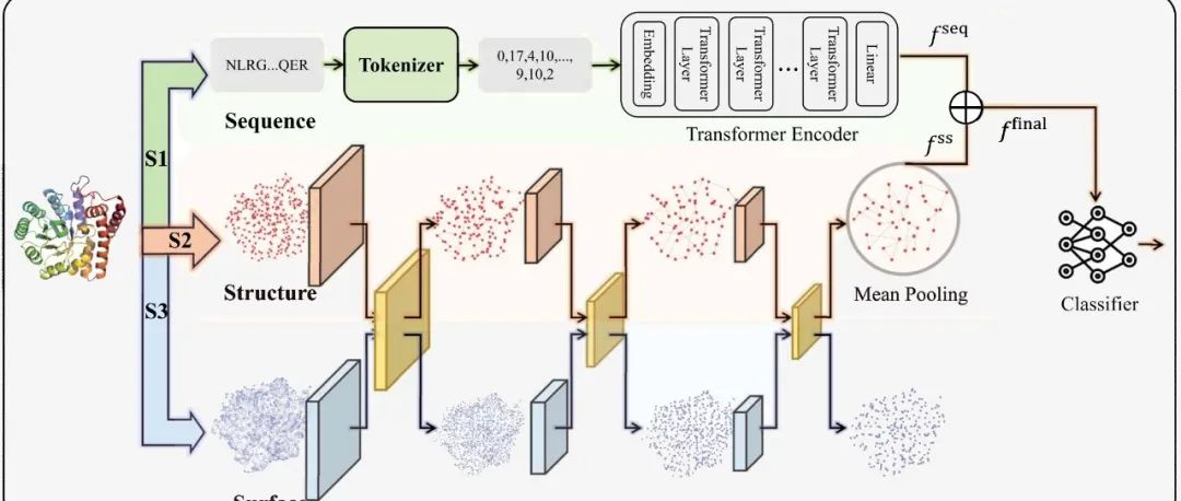 复旦大学王满宁团队提出ProteinF3S模型，通过融合蛋白序列、结构和表面信息进行酶分类预测