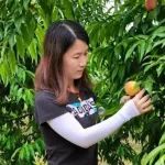 连发4篇！上海市农科院研究员以第一作者身份在Top期刊上发表研究成果，在桃采后抗冷性和风味调控机制研究方面取得新进展