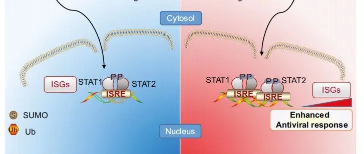 Cell Mol Immunol | 苏州大学生物医学研究院熊思东课题组揭示去SUMO化酶SENP6调控I型干扰素通路新机制