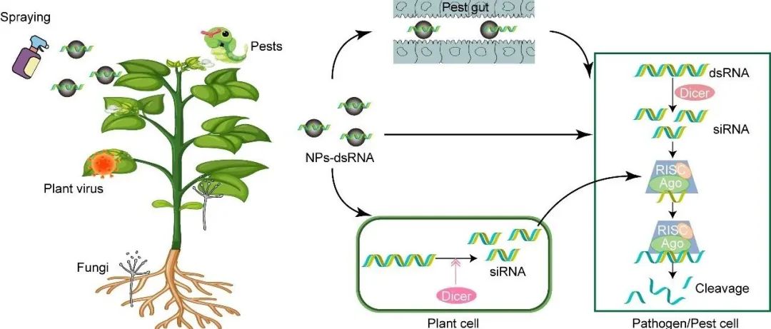 JIPB | 贵州大学植物免疫与外源调控抑病团队综述高效RNAi递送的工程纳米转运体在植物保护中的应用