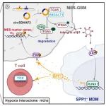 Cancer Commun | 齐鲁医院李刚/薛皓教授团队发现胶质母细胞瘤免疫治疗新靶点