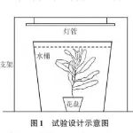 南京信息工程大学生态与应用气象学院王锦旗副教授等：模拟紫外辐射对菹草表型特征的影响