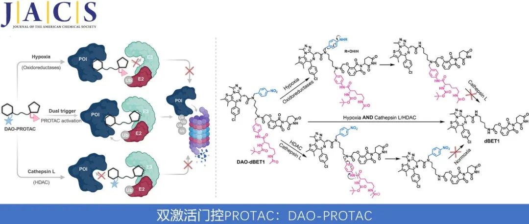 J. Am. Chem. Soc. | 双激活门控 PROTAC：DAO-PROTAC