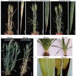 破解百年谜题！ 崖州湾国家实验室联合中科院遗传发育所在Nature子刊发文破解小麦杂种坏死百年谜题