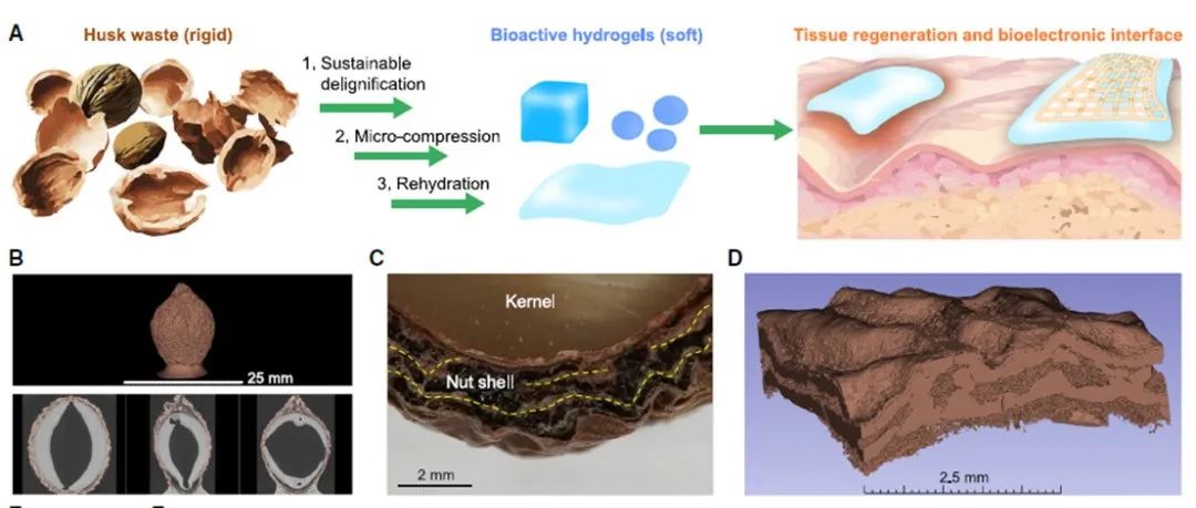芝加哥大学田博之教授团队 Matter：将果壳废弃物转换为医疗水凝胶