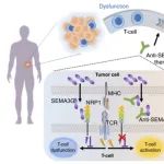 Cancer Res丨 复旦大学许杰等团队合作研究发现SEMA3G是癌症中免疫反应的关键调节因子