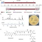 Nature | 中国药科大学王宗强等发现新型抗真菌抗生素，可杀灭多重耐药真菌！