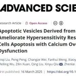 Adv Sci丨空军军医大学郭皓等团队发现乳牙牙髓干细胞凋亡囊泡可有效缓解CD8+T细胞介导的四型超敏反应