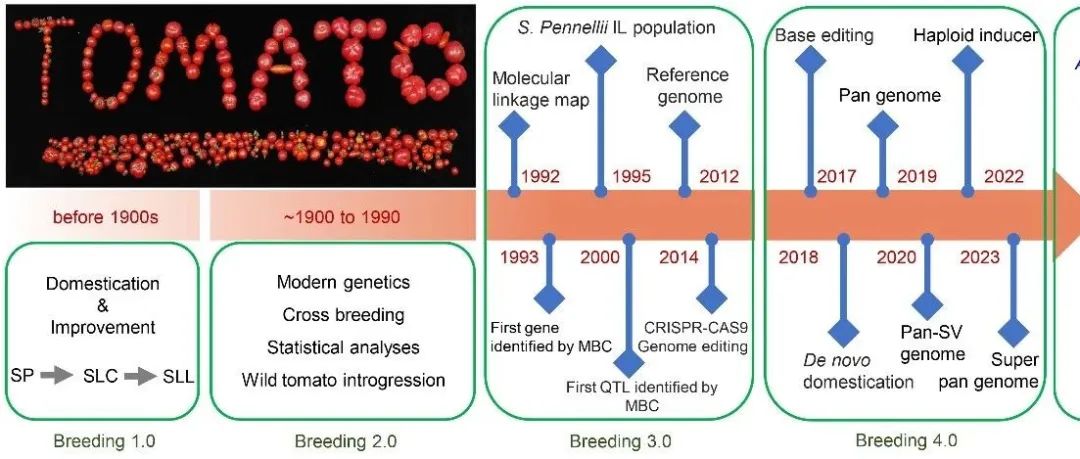 JIPB 特约综述 | 山东农大李传友团队联合中国农大杜敏敏和北京市农林科学院李常保等团队合作综述番茄分子育种研究进展