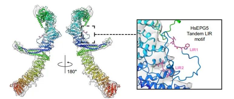 Autophagy | 自噬因子EPG5的结构特征及其在自噬中的功能机制