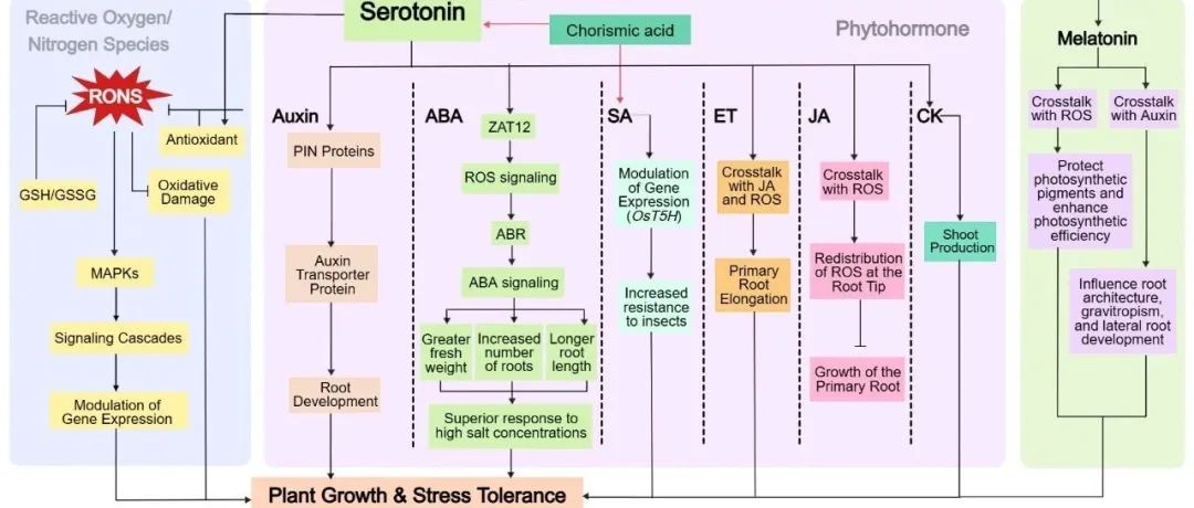 JIPB | 浙江大学舒庆尧团队综述五羟色胺调控植物生长发育和胁迫响应的研究进展