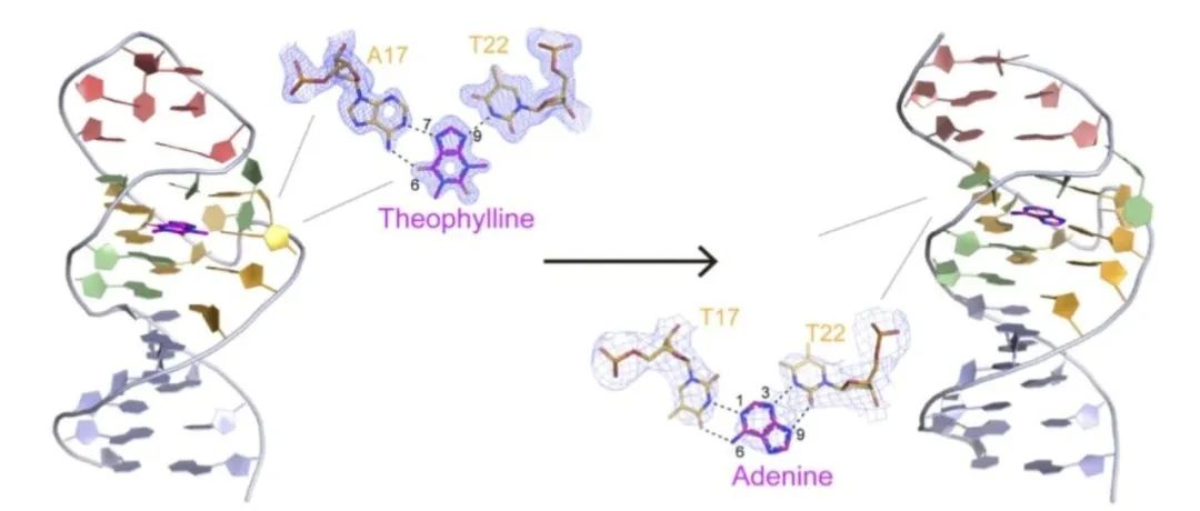 文献分享| Angew. Chem. Int. Ed.：从茶碱到腺嘌呤或 preQ1：通过晶体结构揭示 DNA 适配子的再利用
