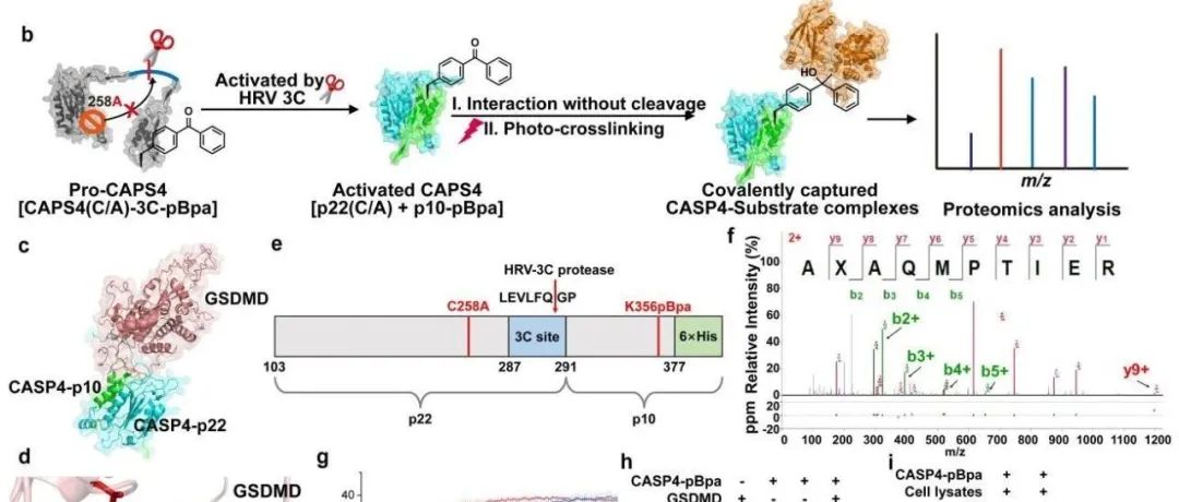 Angew. Chem. Int. Ed. | 位点特异性的光交联蛋白质组学策略解析非典型焦亡中Caspase-4底物网络