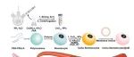 Advanced Functional Materials | 氧气/热量双驱动纳米马达实现高效抗炎乳腺癌光热治疗