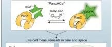 Cell Chem. Bio.|一种基因编码的荧光生物传感器，用于可视化活细胞中的乙酰辅酶 A