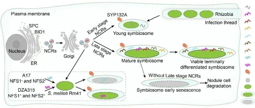JIPB | 湖南大学潘怀荣课题组提出豆科根瘤NCR多肽调控共生体终极分化的“诱导-维持”模型