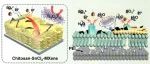 上海电力大学Corrosion Science：铝合金双极板表面防护用MXene/壳聚糖复合涂层