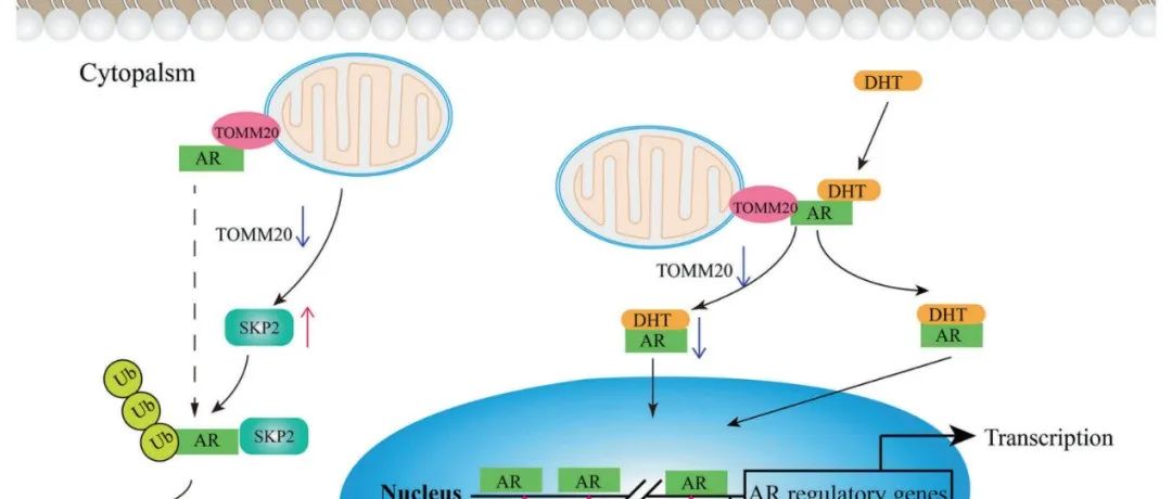 Oncogene丨广东药科大学李雄课题组发现线粒体外膜蛋白TOMM20调控前列腺癌中雄激素受体稳定性的新机制