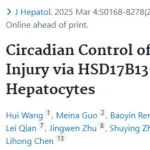 J Hepatol丨陈丽红/管又飞/杨光锐团队合作揭示生物钟调控肝脏缺血再灌注损伤新机制