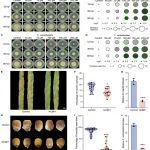 Science&#160;子刊||河南农业大学吴刘记团队联合中国农业大学朱奎团队、杜向党团队发表学科交叉研究成果